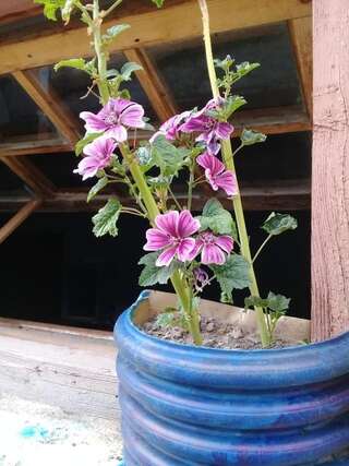 Лоджи Wooden House Местиа Стандартные апартаменты-35